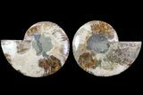 Cut & Polished Ammonite Fossil - Agatized #79710-1